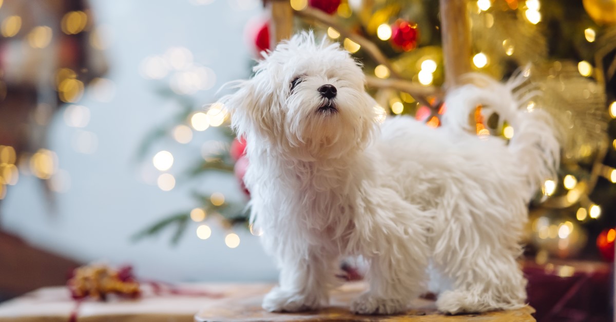 How to Handle Pet Emergencies During the Holiday Season